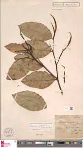 Image result for Klainedoxa gabonensis