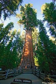 General Sherman Tree Of Sequoia National Park As A Reference Look At Trees Surrounding It Those Are Big In Their Own Right