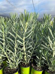 Image result for Senecio forbesii