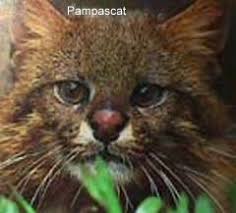 The pampas cat (leopardus colocola), also known as the pantanal cat and colocolo in parts of its range, is a small wild cat native to south america. Pampascat Or Colocolo Oncifelis Colocolo Wild Cats Magazine