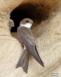 Sand Martin Sand Martin Beautiful Birds Pretty Birds