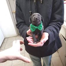 No One Wears A Bowtie More Proudly Than Spike Puppies Pets Funny Animals Funny Animal Pictures Cute Animals