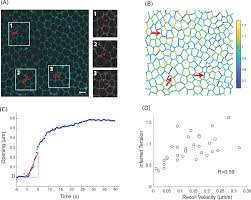 Jan 03, 2019 · epithelial tissue function. Experimental Validation Of Force Inference In Epithelia From Cell To Tissue Scale Scientific Reports