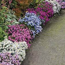 Aster Dwarf Aster Mix Trees To Plant Bulb Flowers Sun Perennials