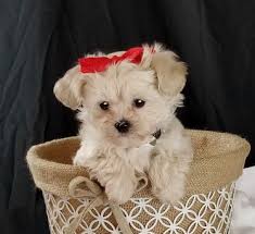 Browse thru thousands of chug dogs for adoption near in usa area, listed by dog rescue organizations and individuals, to find your match. Frisky Dream Puppies For Sale