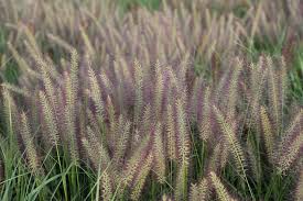 Image result for Carex johnstonii