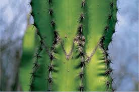 When do cactus flowers bloom? Field Observations On Backebergia And Other Cacti From Balsas Basin Mexico
