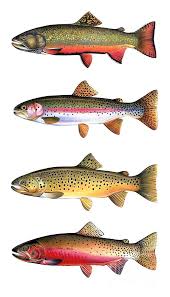 Trout Chart 4 Species