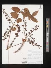 Image result for Polyscias kivuensis