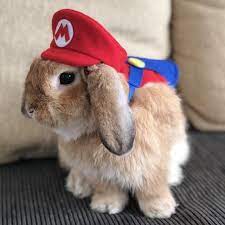 Super Mario Luigi Wario And Waluigi Inspired Hat For Small Pets Pet Bunny Rabbits Pet Bunny Cute Bunny Pictures
