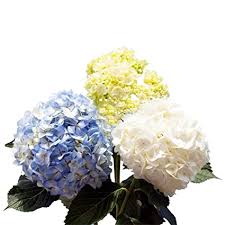 Maybe you would like to learn more about one of these? Amazon Com Globalrose 40 Fresh Cut Assorted Colors Hydrangeas Fresh Flowers For Weddings Or Anniversary Grocery Gourmet Food