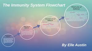 Immunity System Flowchart By Elle Austin On Prezi