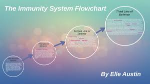 immunity system flowchart by elle austin on prezi