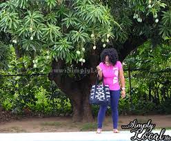 The Hunt For Jamaican Mangoes - Learn Jamaican Culture And Patwa