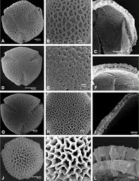 Image result for Tarenna leonardii