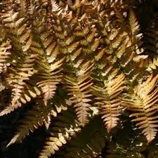 Image result for Dryopteris antarctica