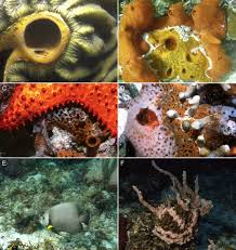In this activity students learn that coral reefs form zones depending on factors such as the force of waves, depth and access to light. The Role Of Sponges In The Mesoamerican Barrier Reef Ecosystem Belize Sciencedirect
