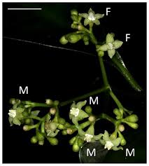 Image result for Psychotria heterosticta