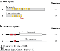 The different forms of a gene. Mechanism Of Phase Variation Driven By Tandem Repeats Trs The High Download Scientific Diagram