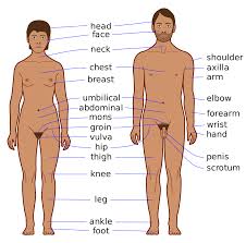 Bladder, prostate, vas deferens, seminal. Human Body Parts Diagram With Names