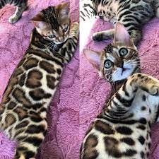 Bengal Kitten Breeder Miami Bengal Kitten Cat Breeder Bengal Kittens For Sale