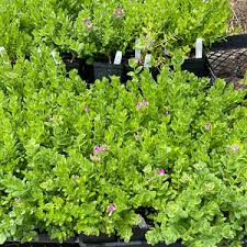 Image result for Polygala petitiana