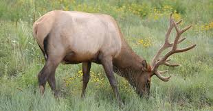 They're just like the paper statements you receive each month, only in an electronic format for viewing & saving online. Arizona Game Fish Department Good News Azgfd Is Offering One Final Opportunity To Update Debit Credit Cards For Anyone Who Applied For The 2021 Elk Pronghorn Draw The Credit Debit Card Update Is