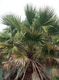 Image result for Washingtonia