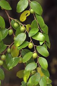 Image result for Ziziphus mauritiana
