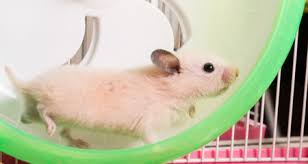 Check spelling or type a new query. Things To Know Before Getting A Hamster Petcoach