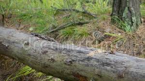 Wulf hein ist bauleiter für den bau der hausmodelle auf der zeiteninsel und hat bereits jahrelange erfahrung im fällen von bäumen mit repliken von archäologischen funden der steinzeit. Holzfaller Der Den Baum Mit Axt Im Wald Schneidet Stock Footage Video Von Ausrustung Person 117690166