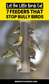 Diy Bird Feeders For Small Birds Only 7 Best Bird Feeders For Small Birds In My Backyard 2020 Bird Watching Hq Small Bird Feeder Backyard Birds Sanctuary Best Bird Feeders