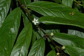 Image result for Pauridiantha viridiflora
