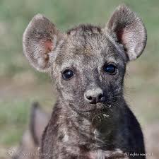 WILDLIFE GATEWAY: Hyène tachetée, et si nous changions de point de ...