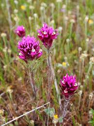 Purple Owl S Clover Purple Owl California Wildflowers Wildflower Seeds