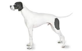 Pointer Dog Breed Information Pictures Characteristics