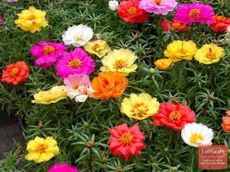 Картинки по запросу портулак фото Portulak Portulaca Opisanie Vyrashivanie Foto Na Leplants Ru