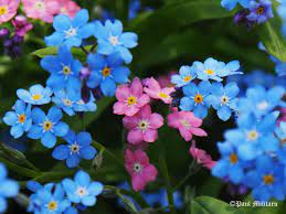 Check spelling or type a new query. Pink And Blue Forget Me Not Forget Me Nots Flowers Pretty Flowers Forget Me Not
