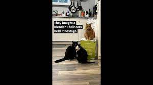 They bought a blender. Their cats held it hostage #shorts - YouTube