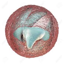 Touch or handle any farm animals. Release Of Sporozoites From Cryptosporidium Parvum Oocyst 3d Stock Photo Picture And Royalty Free Image Image 115153552