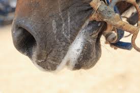 Image result for tbn:tVj6rqcH-AQR9M::www.pregonagropecuario.com.ar/images/caballo_overo.jpg