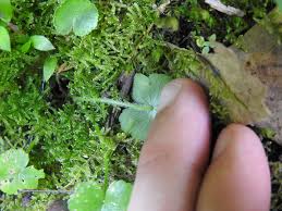 Image result for Hydrocotyle mannii