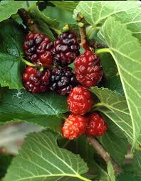 Schwarze Maulbeere Schwarzer Maulbeerbaum Maulbeerbaum Maulbeere Fruchte Und Gemuse