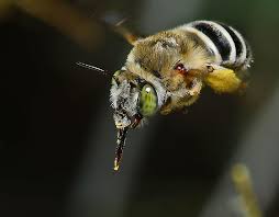 We offer same day service. Small Hovering Bee Anthophora Californica Bugguide Net