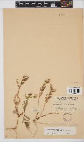 Image result for Sphaeranthus randii