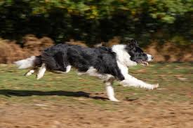 Black And White Sheepdog Dog Black And White Border Collie Running Photo White Border Collie Border Collie Collie