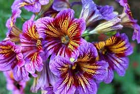 Pin By Lina Volk On Cvety Plants Flowers Growing