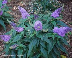 Buddleia Pugster Amethyst Bluestone Perennials Butterfly Bush Drought Tolerant Plants Trees To Plant