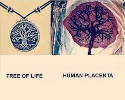 Maybe you would like to learn more about one of these? Human Placenta The Tree Of Life Jain 108 Academy Facebook