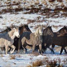 Crusaders beat brumbies in christchurch. The Battle Over Brumbies How Nsw S Invasive Species Became Heritage Horses Animals The Guardian